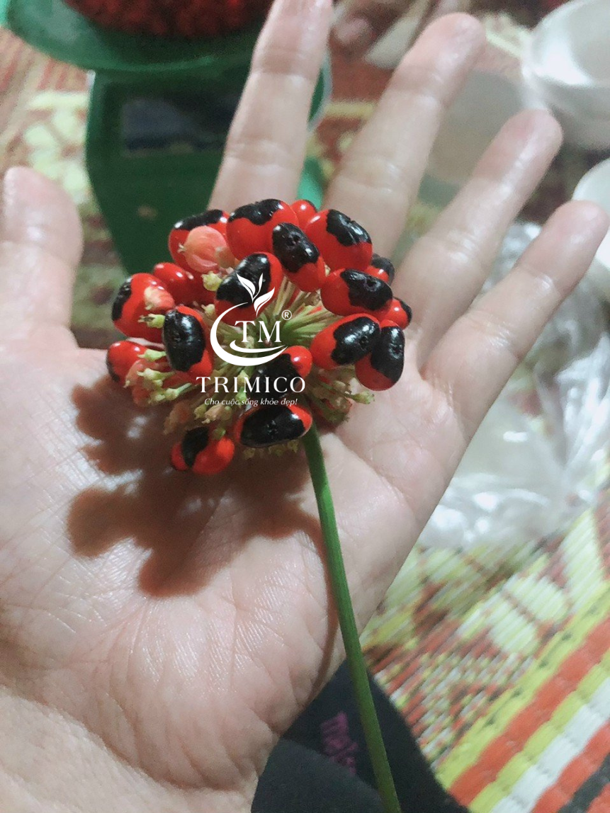 Báo Dân Trí đưa tin về TRIMICO