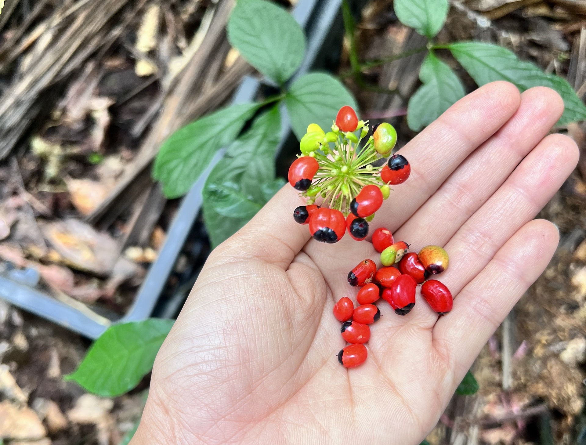 Báo Dân Trí đưa tin về TRIMICO