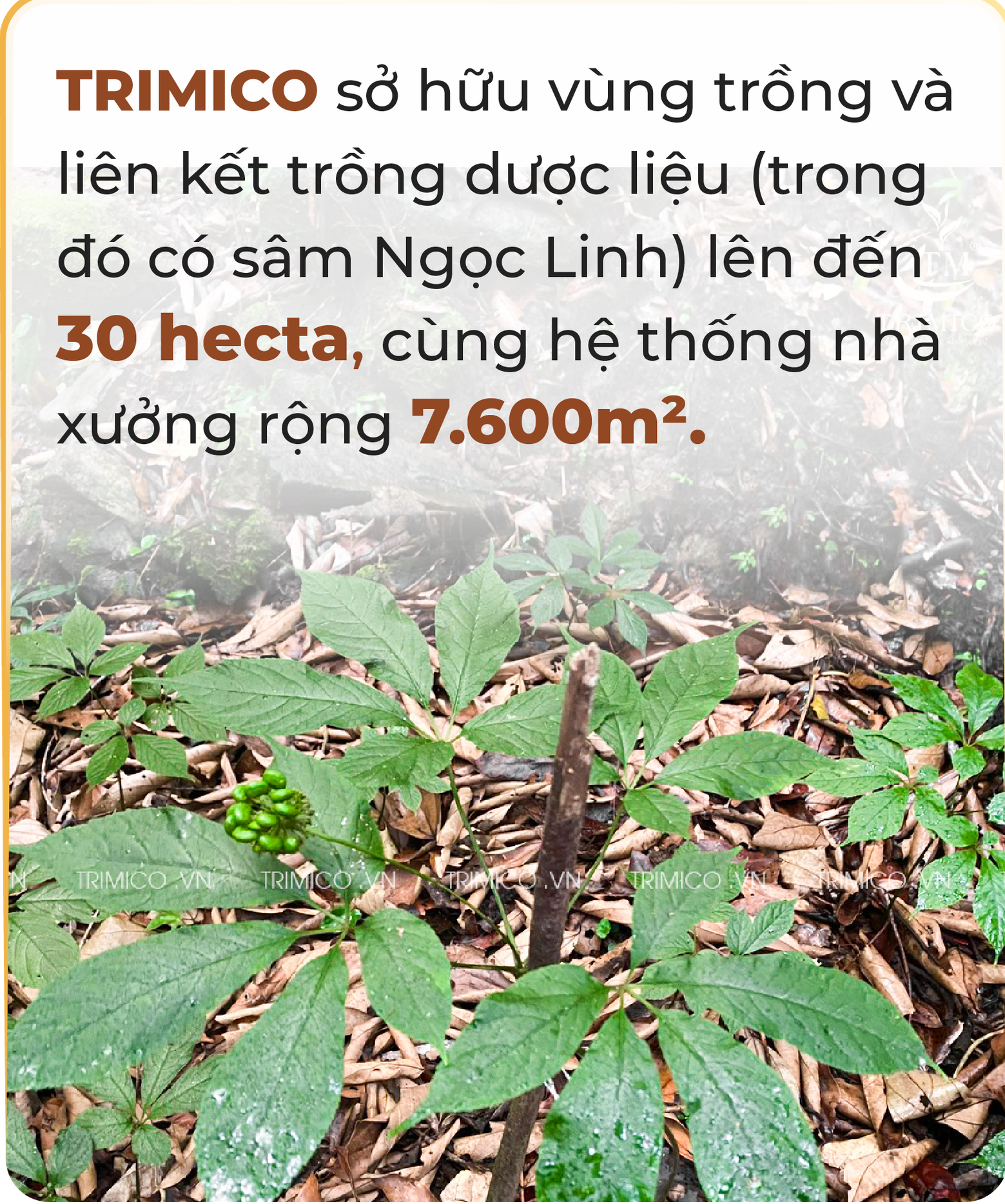 Sâm Ngọc Linh trồng ở đâu