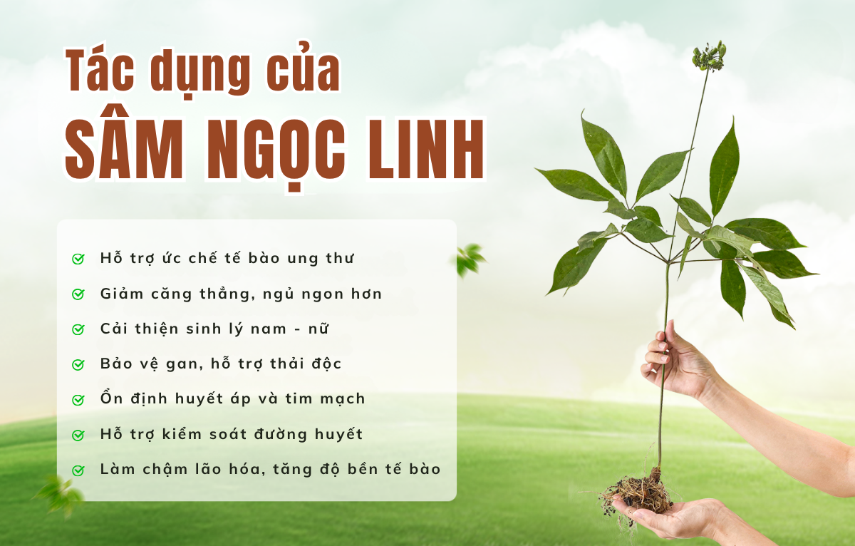 công dụng sâm Ngọc Linh TRIMICO