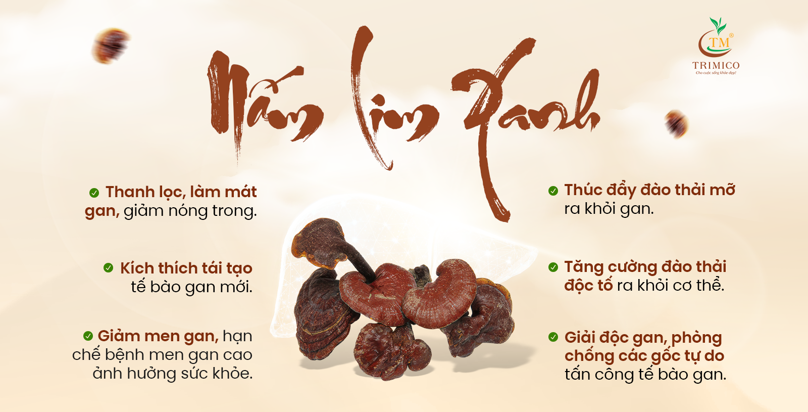 nấm lim xanh rừng c&oacute; t&aacute;c dụng g&igrave;