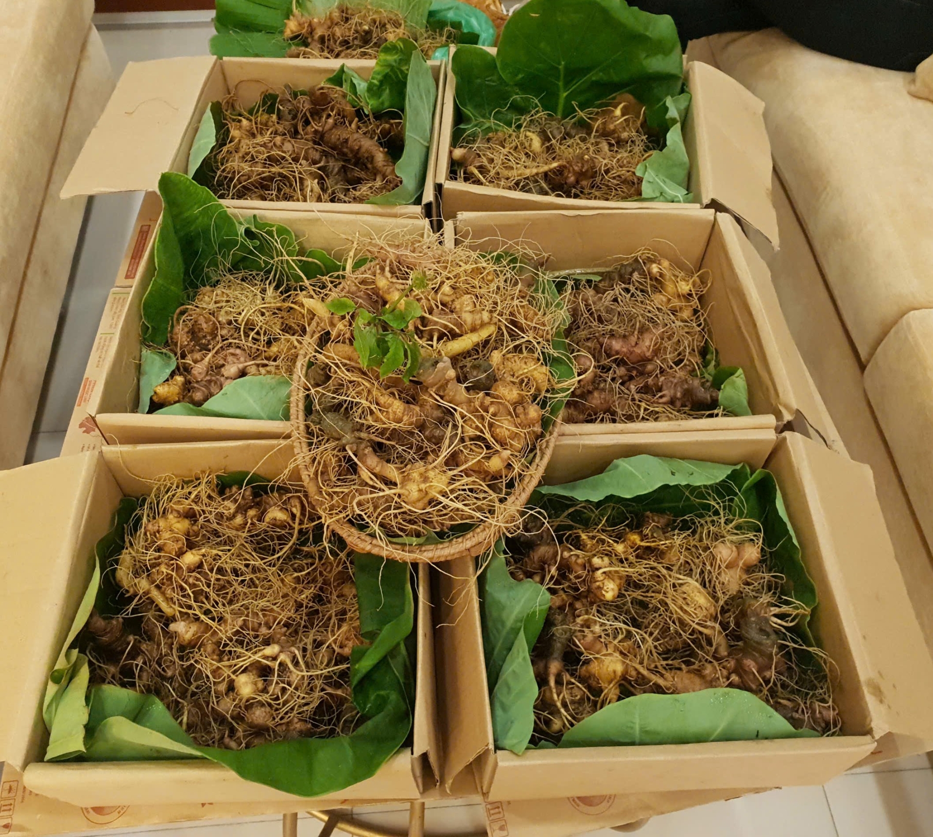 củ s&acirc;m Ngọc Linh tươi TRIMICO