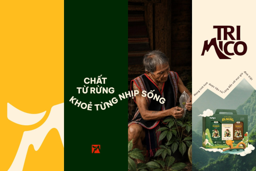 TỪ “CÂY THUỐC GIẤU” ĐẾN QUỐC BẢO VIỆT NAM: HÀNH TRÌNH CỦA SÂM NGỌC LINH