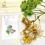 Củ Sâm Ngọc Linh Tươi – Theo Thời Giá