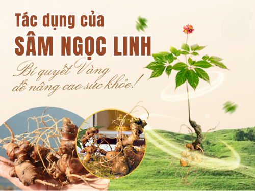 Giải đáp thực hư 6 tác dụng của sâm Ngọc Linh đối với phụ nữ - Có thật sự “thần kỳ”?
